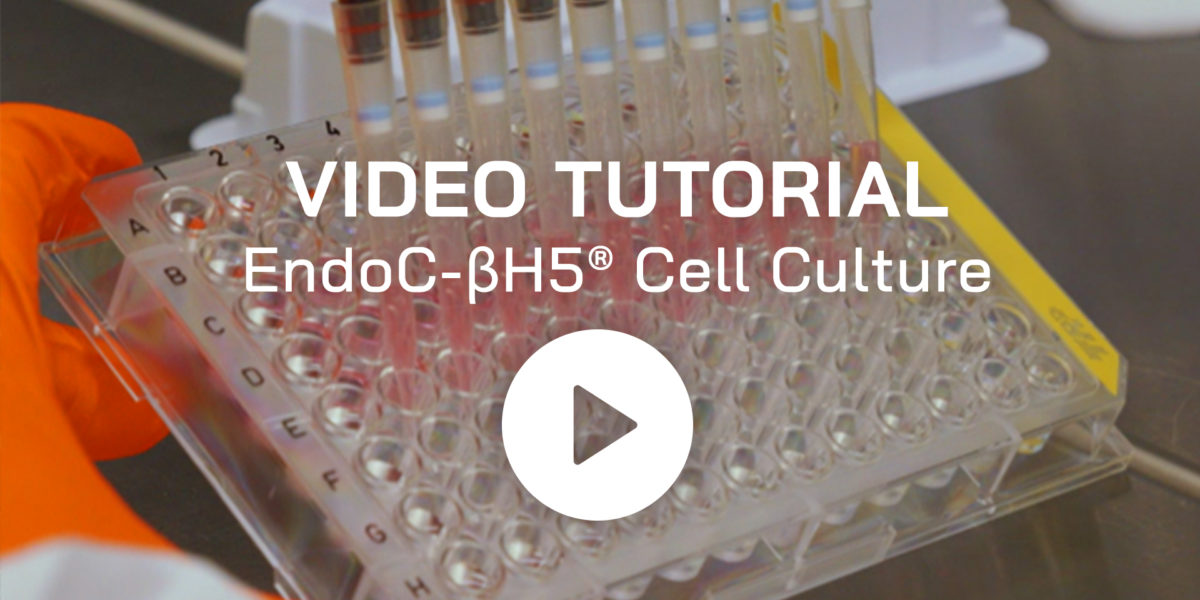 news-human-cell-design-video-tutorial-cell-culture-endoc-bh5-2024